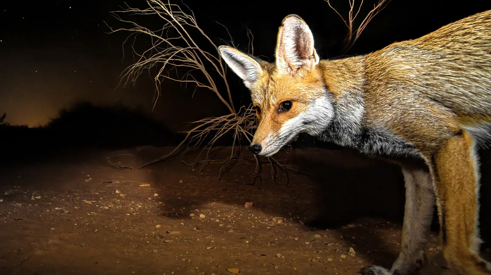 שועל. רון צור, אתר רשמי
