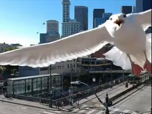 דוח של מרכז הצפרות של החברה להגנת הטבע מזהיר מפני הידרדרות מדאיגה במצב הציפורים בישראל. החברה להגנת הטבע, אתר רשמי