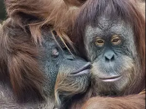 קופים מתנשקים. ShutterStock