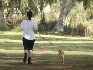 טיפים לטיול עם הכלב. מערכת וואלה!, צילום מסך