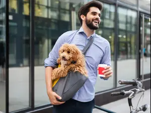 כלבים. ShutterStock