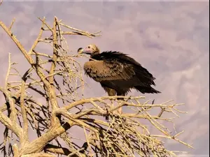 עזניית הנגב בחי בר יטבתה. גולן רידר, רשות הטבע והגנים