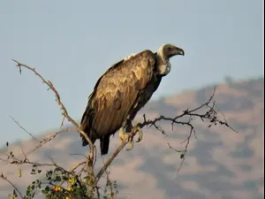 נשר לבן גב ליד שדה אליה בעמק המעיינות. עמיר בלבן, החברה להגנת הטבע
