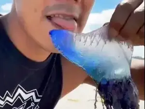 מלקק יצור מסתורי שמצא בחוף הים. TikTok / Alexa_reed2, צילום מסך