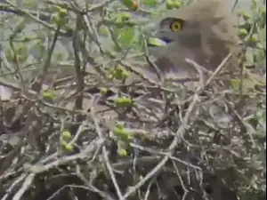 חיוואי ניצל משריפה בגבעות עומר. ליעד כהן, רשות הטבע והגנים