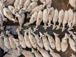 כבשים בעמק השלום ברמות מנשה. ליאור פתאל, מערכת וואלה!