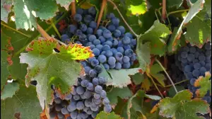 ענבים בכרם של יקבי ברקן. צילום מסך