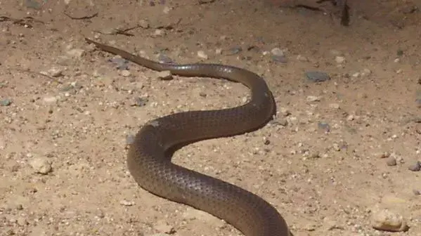 צפו התרסק עם אופנוע ישר על הנחש הארסי בעולם וואלה חדשות