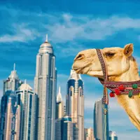 גמל על רקע דובאי - פגסוס. יח"צ, 