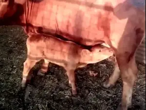 La vache rouge est nÃ©e en IsraÃ«l