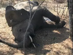 מאות פילים מתו בבוטסאונה ובזימבבואה
21.9.20