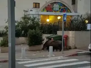 בעיית חזירי הבר ברחובות חיפה מחמירה: לראשונה תתכנס מועצת העיר לדון בנושא
14.03.21. שלומי גבאי, יואב איתיאל, אתר רשמי