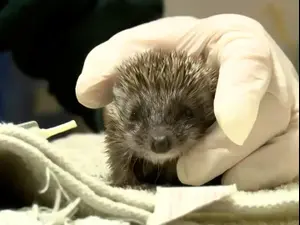 מלטפים את הקוצים: בבית החולים לחיות בר מחפשים מתנדבים לטיפול בקיפודים 27.04.21. ניב אהרונסון, מערכת וואלה!