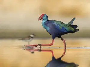 פורפיריה כחולה - צפרתון דובאי