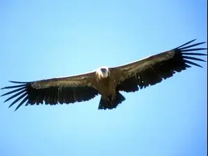 נשרים, שמורת גמלא