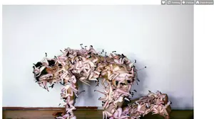Untitled (Dog) כלבים של JAN SMAGA מהטמבלר "alecshao" (צילום מסך)