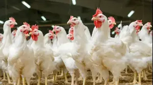 תרנגולים (ShutterStock)