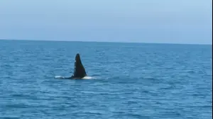 תוצאת תמונה עבור לוויתן קטלן