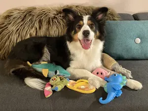 שני כלבים הדהימו את כולם ב"אתגר הכלב הגאון בעולם"