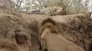 תיעוד מסעיר במיוחד: זה מה שקרה כשאריה התנפל על נמר בשנתו