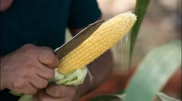הפקת מתכוני תירס עם השף ערן כהן הפקת מתכוני תירס עם השף ערן כהן