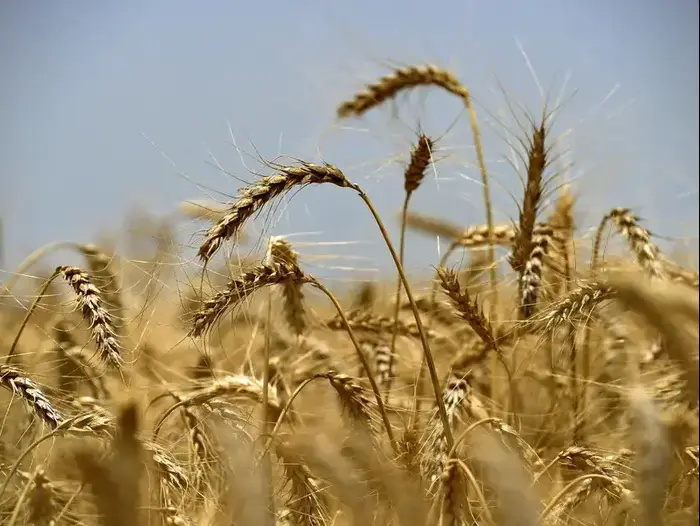 ×ª××× × ×§×©××¨×