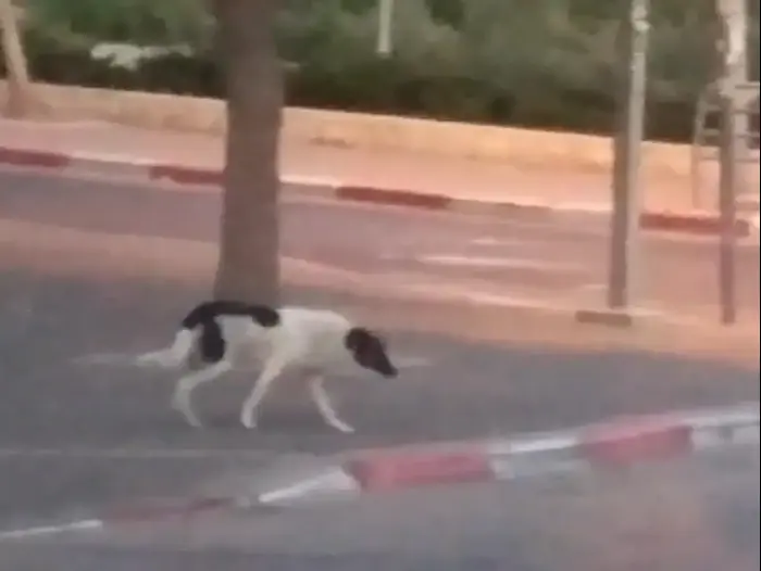 Bandes de chiens errant autour de Beit Shemesh (photographes temporaires autorisés)
