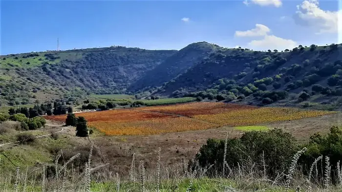 שלכת בתל אביטל. גיל ברנר, מערכת וואלה!