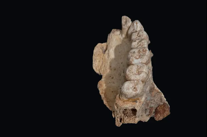 La mâchoire du plus ancien fossile humain (les photographes temporaires autorisés, Université de Tel Aviv)