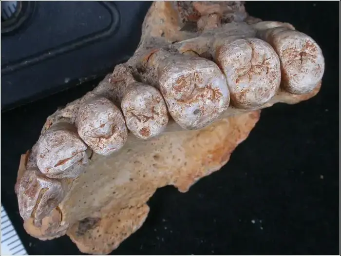 La mâchoire du plus ancien fossile humain (les photographes temporaires autorisés, Université de Tel Aviv)