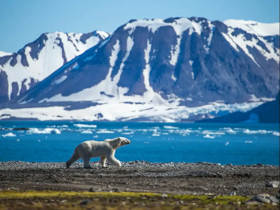 דב קוטב בקוטב הדרומי. ShutterStock
