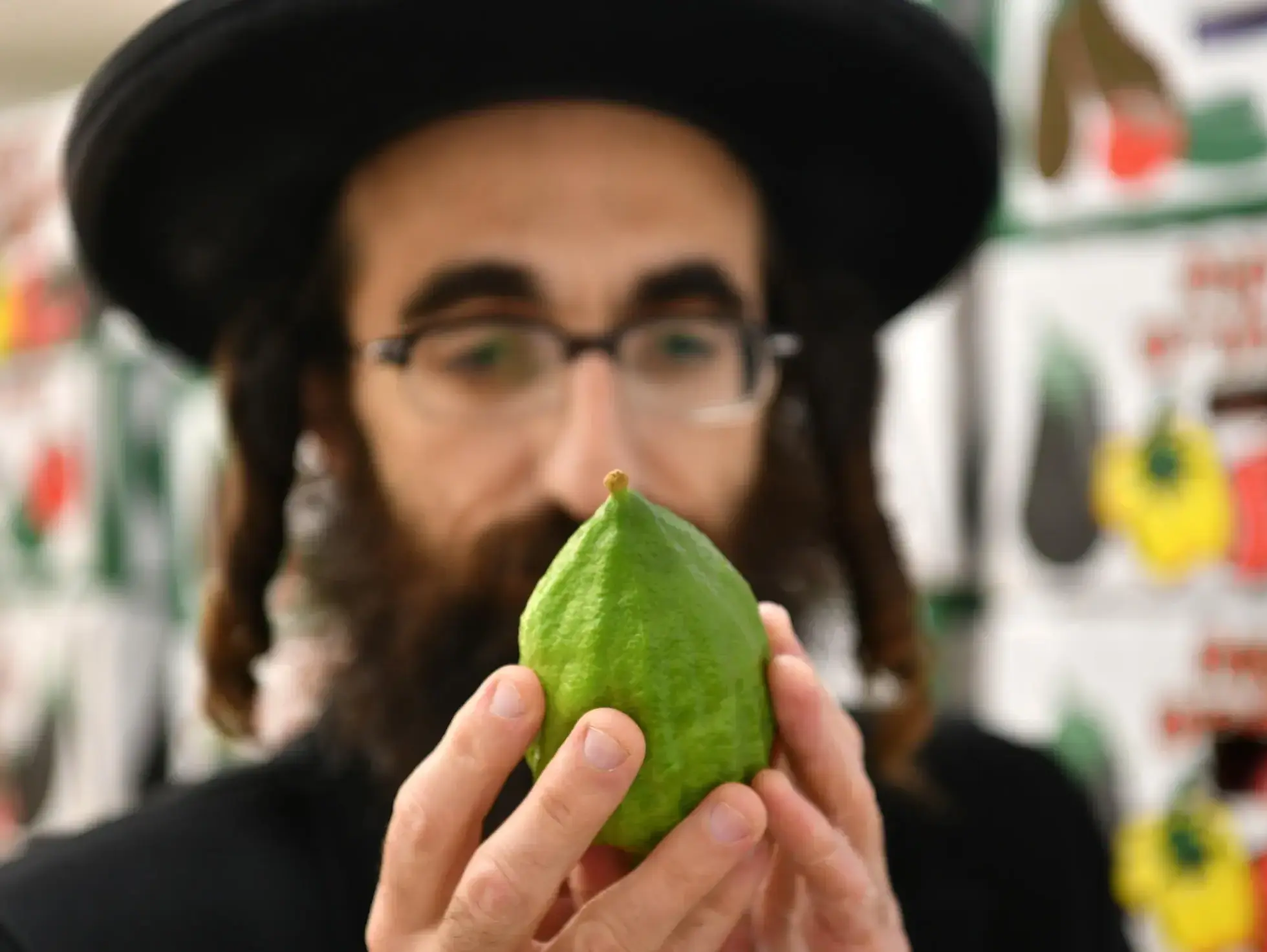 אתרוגים, משק נחום לוריא, כפר חבד, 15 בספטמבר 2026