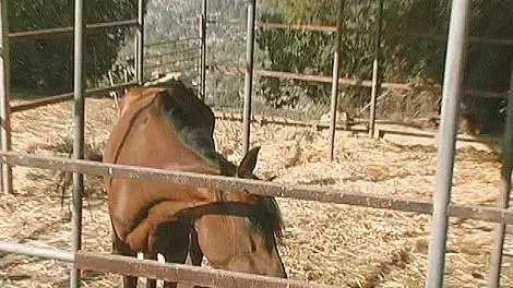סוס סוס