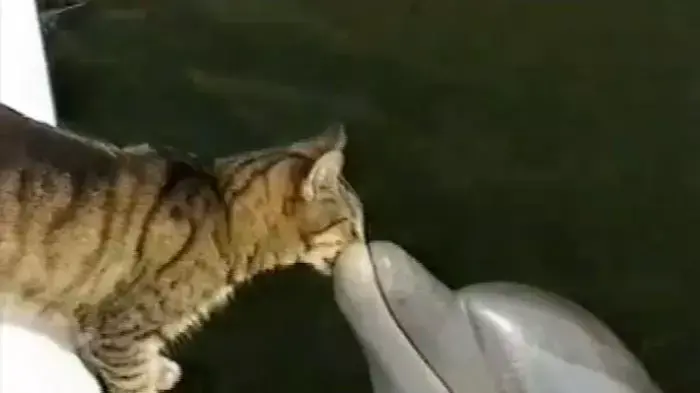 דולפין וחתול במשחק דולפין וחתול במשחק