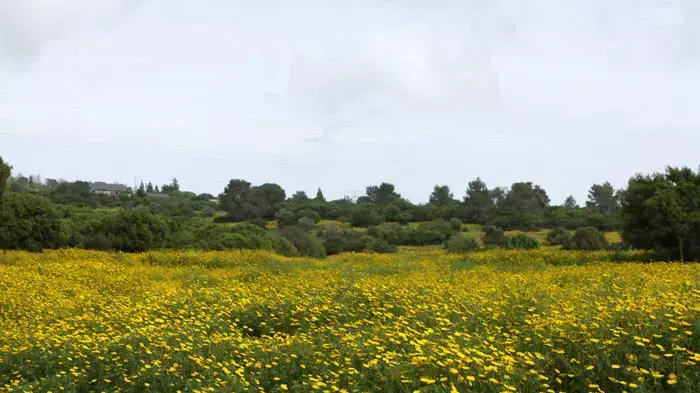 מטיילים בכרמל בחג הפסח מטיילים בכרמל בחג הפסח