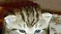 catbeer