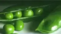 אפונה אפונה