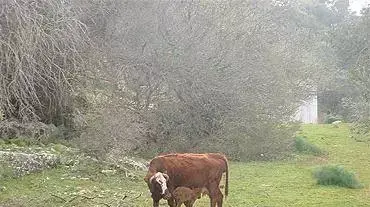 פרה ועגל בהר תבור ( צילום עופר אדרת ) פרה ועגל בהר תבור ( צילום עופר אדרת )