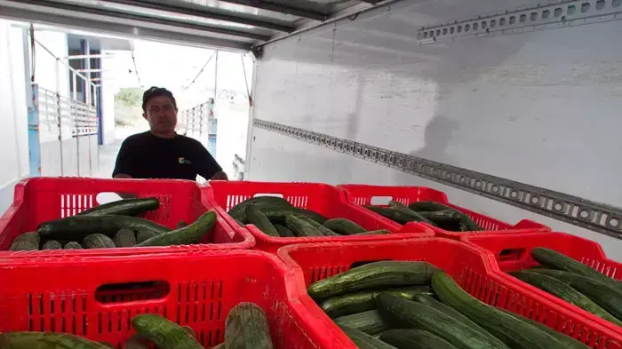 ארגזי מלפפונים מוכנים לייצוא, אל אחידו, ספרד, 26 במאי 2011