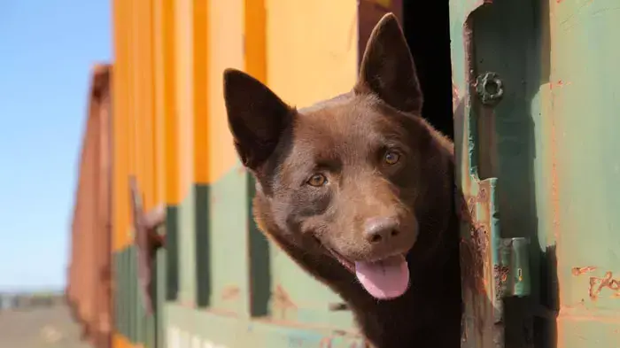 מתוך "Red Dog" שיוקרן במסגרת פסטיבל הקולנוע האוסטרלי השמיני מתוך "Red Dog" שיוקרן במסגרת פסטיבל הקולנוע האוסטרלי השמיני