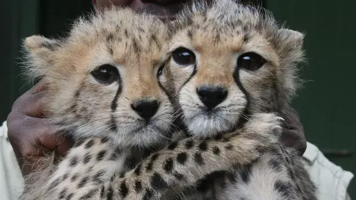 3-month old female Cheetah cubs at the Nairobi Orphanage in Nairobi, Kenya, Monday, June 6, 2011. The two Cheetah cubs were abandoned by their mother, in Tsavo East , South of Nairobi, and were brought to the orphanage when they were one-month old, where 3-month old female Cheetah cubs at the Nairobi Orphanage in Nairobi, Kenya, Monday, June 6, 2011. The two Cheetah cubs were abandoned by their mother, in Tsavo East , South of Nairobi, and were brought to the orphanage when they were one-month old, where