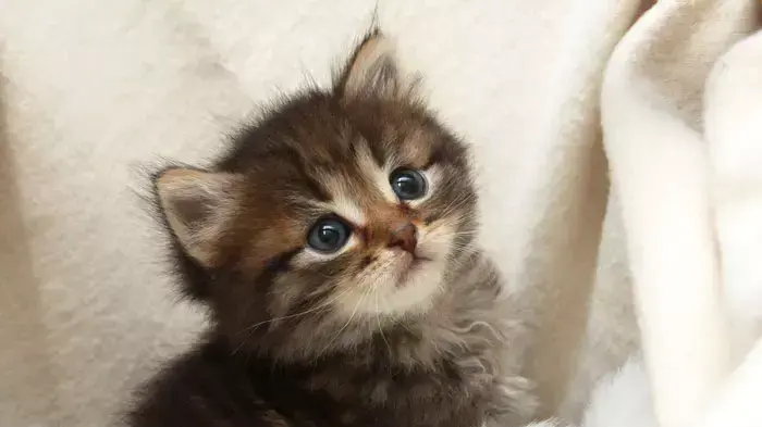 גור חתול על שטיח לבן גור חתול על שטיח לבן