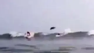 כריש קופץ מעל גולש גלים לחופי פלורידה כריש קופץ מעל גולש גלים לחופי פלורידה