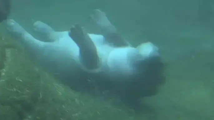 גור היפופוטם משחק מתחת למים