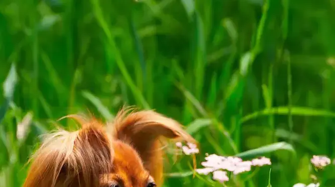 toy terrier  