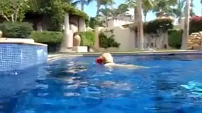 כלב שוחה במי בריכה ומחזיק בפיו פריסבי