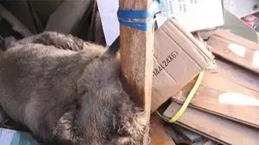 התעללות בכלבים התעללות בכלבים