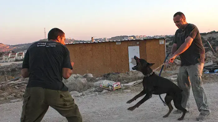 כלבי תקיפה במאחזים ביהודה ושומרון כלבי תקיפה במאחזים ביהודה ושומרון