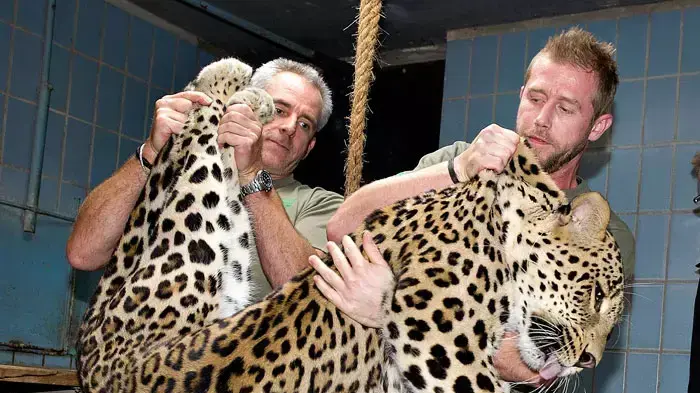 מטפלים בגן חיות 'אלבורג' בצפון יוטלנד, דנמרק, בעת העברת נמר פרסי בן 4 בשם באם באם לגן חיות בקליפורניה לצורכי רבייה, ספטמבר 2011 מטפלים בגן חיות 'אלבורג' בצפון יוטלנד, דנמרק, בעת העברת נמר פרסי בן 4 בשם באם באם לגן חיות בקליפורניה לצורכי רבייה, ספטמבר 2011