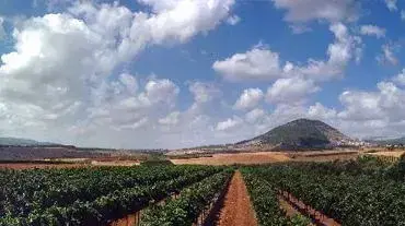 הכרמים של יקב תבור הכרמים של יקב תבור